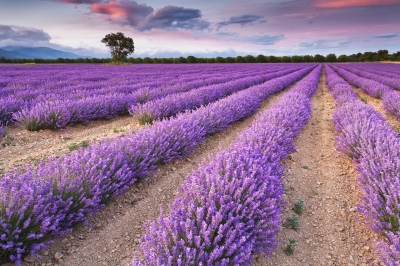 Lavender_field