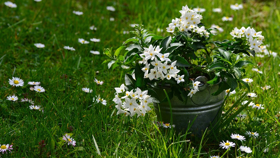 The Health Benefits of Eating Edible Flowers