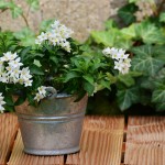 jasmin-2307464_960_720